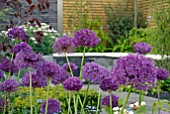 PURPLE ALLIUMS IN CHIC CITY SPACE SHOW GARDEN AT MALVERN SPRING SHOW 2009, DESIGN BY MARK DRAPER/ GRADUATE GARDENERS LTD.