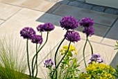 ALLIUMS, EUPHORBIA AND GRASSES