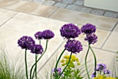 ALLIUMS, EUPHORBIA AND GRASSES