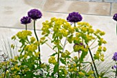 ALLIUMS AND EUPHORBIA