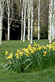 NARCISSUS, AND SILVER BIRCH AT BROBURY HOUSE GARDEN, HEREFORDSHIRE