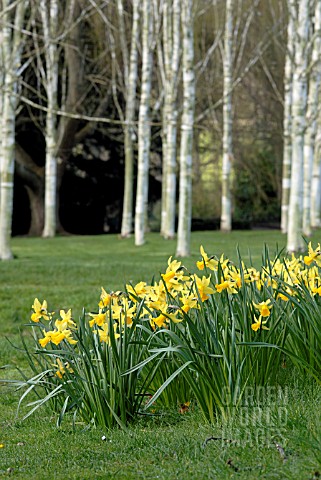 NARCISSUS_AND_SILVER_BIRCH_AT_BROBURY_HOUSE_GARDEN_HEREFORDSHIRE