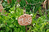 PEAS IN VEGETABLE GARDEN WITH HOMEMADE PAINTED CLAY LABEL