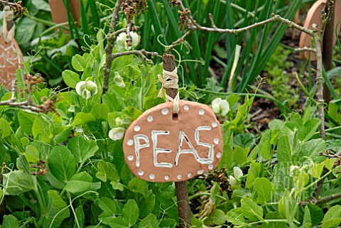 PEAS_IN_VEGETABLE_GARDEN_WITH_HOMEMADE_PAINTED_CLAY_LABEL