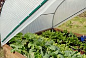 LARGE BUBBLEWRAP CLOCHE TO PROTECT VEGETABLES