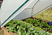 LARGE BUBBLEWRAP CLOCHE TO PROTECT VEGETABLES