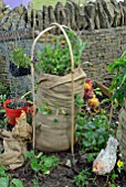 GROWING VEGETABLES IN SACKS IN SCHOOL GARDEN DISPLAY AT MALVERN SPRING SHOW 2009