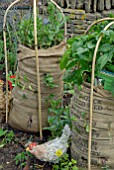 GROWING VEGETABLES IN SACKS IN SCHOOL GARDEN DISPLAY AT MALVERN SPRING SHOW 2009