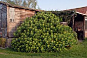 EUPHORBIA MELLIFERA X STYGIANA