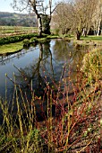 CORNUS AND POND AT BROBURY HOUSE GARDEN, HEREFORDSHIRE