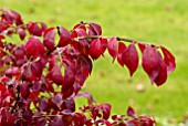 EUONYMUS ALATUS AUTUMN LEAVES