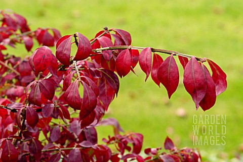 EUONYMUS_ALATUS_AUTUMN_LEAVES