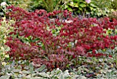 EUONYMUS ALATUS AUTUMN LEAVES