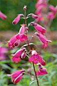 PENSTEMON GARNET