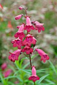 PENSTEMON GARNET