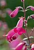 PENSTEMON GARNET