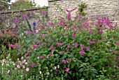 SALVIA INVOLUCRATA BETHELLII IN AUTUMN BORDER AT CAMERS, GLOUCESTERSHIRE