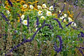 SALVIA INDIGO SPIRES IN AUTUMN BORDER