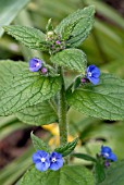 BRUNNERA MACROPHYLLA