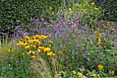 RUDBECKIA FULGIDA VAR. SULLIVANTII GOLDSTURM AND VERBENA BONARIENSIS IN AUTUMN BORDER