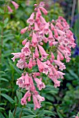 PENSTEMON HIDCOTE