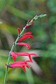 SALVIA ELEGANS SCARLETT PINEAPPLE