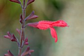 SALVIA FULGENS