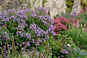 ASTER NOVI BELGII IN AUTUMN BORDER AT CAMERS, GLOUCESTERSHIRE
