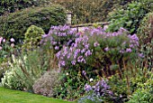 ASTER NOVI BELGII IN AUTUMN BORDER AT CAMERS, GLOUCESTERSHIRE