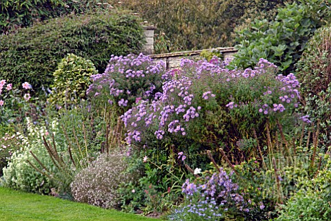 ASTER_NOVI_BELGII_IN_AUTUMN_BORDER_AT_CAMERS_GLOUCESTERSHIRE