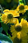 HELENIUM PUMILUM MAGNIFICUM