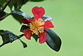 CAMELLIA YULETIDE