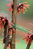 HAMAMELIS INTERMEDIA DIANE WITH CANE SUPPORT