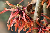 HAMAMELIS INTERMEDIA DIANE