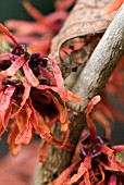 HAMAMELIS INTERMEDIA DIANE