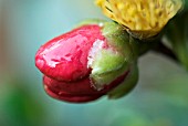 CAMELLIA YULETIDE BUD DETAIL