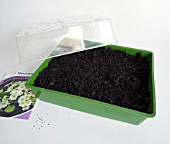 SOWING PRIMROSE SEEDS