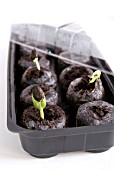 EMERGING SEEDLINGS IN PROPAGATOR