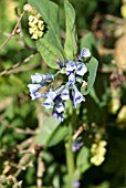 MERTENSIA VIRGINICA