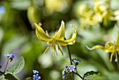 ERYTHRONIUM PAGODA WITH BRUNNERA