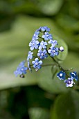 BRUNNERA MACROPHYLLA LANGTREES