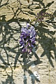 WISTERIA FLOWER AGAINST SANDSTONE WALL