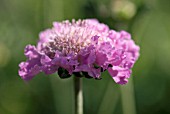 SCABIOUS PINK MIST