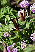 TRILLIUM CHLOROPETALUM HIBBERSONII WITH PRIMULA