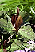 TRILLIUM CHLOROPETALUM HIBBERSONII