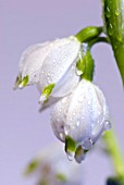 LEUCOJUM VERNUS