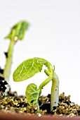 RUNNER BEAN EMERGING THROUGH VERMICULITE