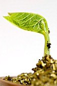 RUNNER BEAN EMERGING THROUGH VERMICULITE