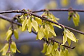 FORSYTHIA GIRALDIANA