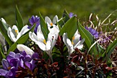 CROCUS EMERGING IN WINTER PLANTING POT